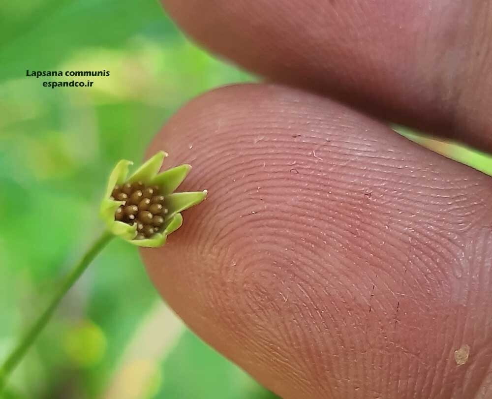  گیاه گل خورشیدی 